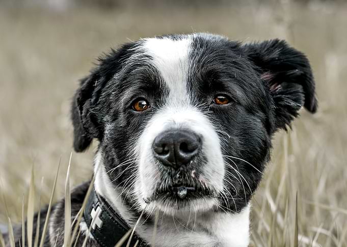 Cute dog