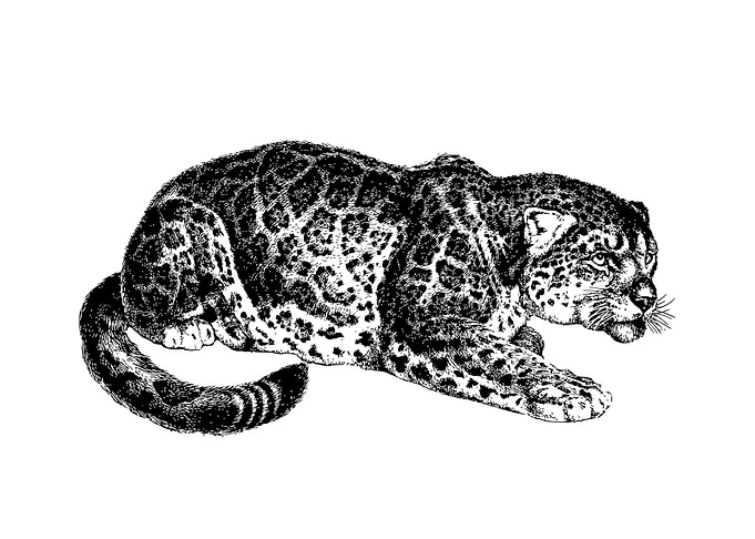 Panther