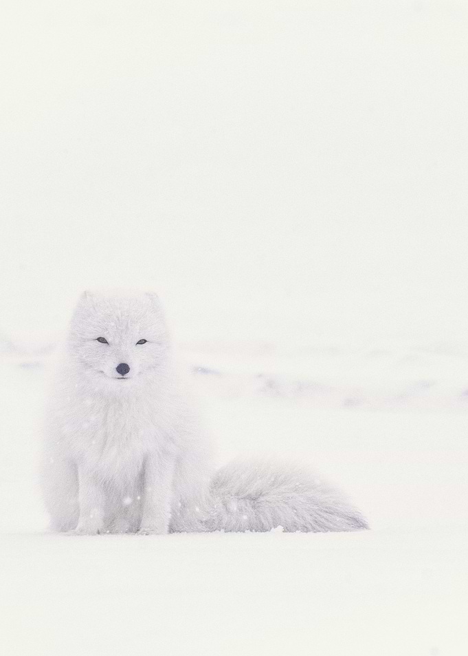 Arctic Fox