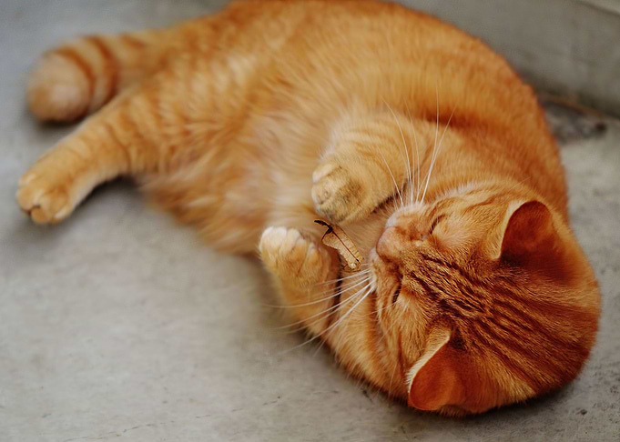 Cute cat