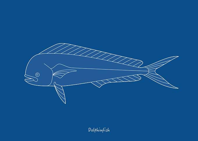 Sea Fish