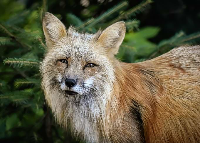 Cute fox