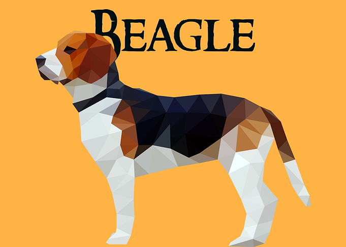 Beagle