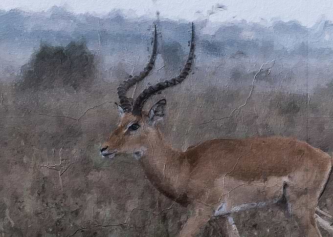 Gazelle