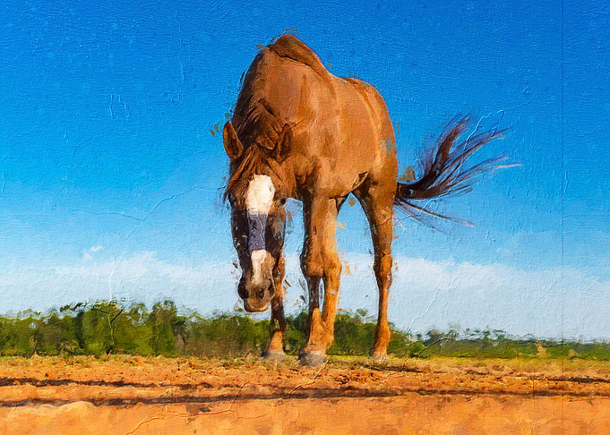 Horse
