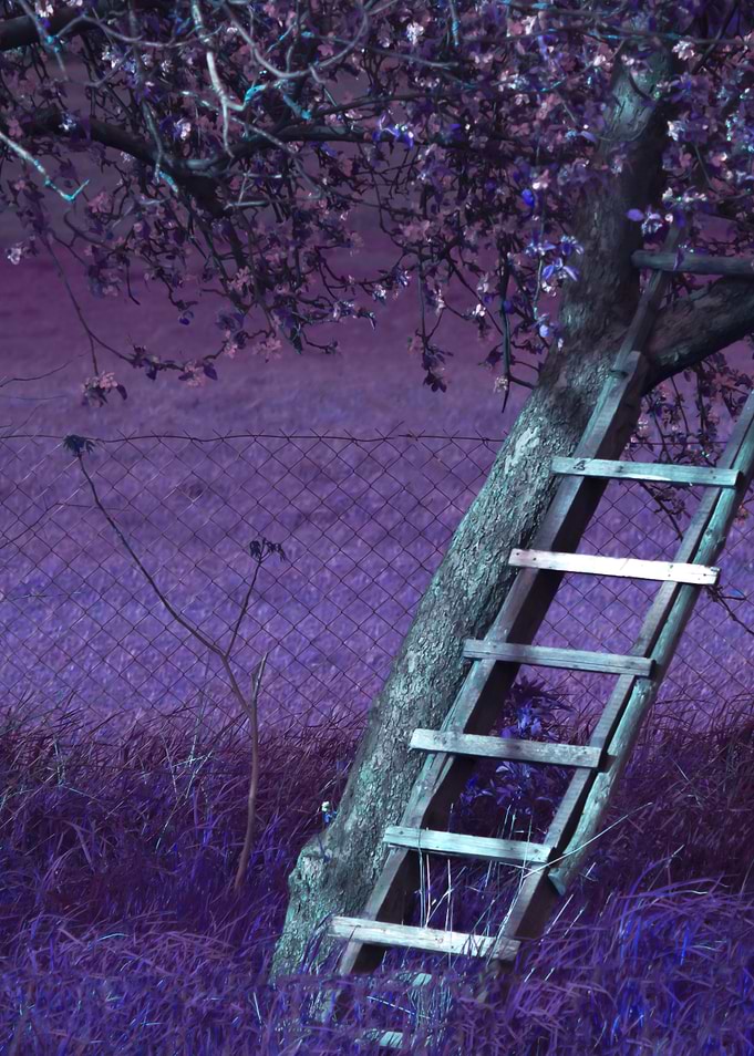 Ladder