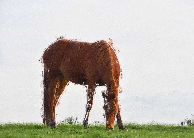 Horse