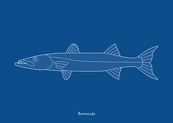 Sea Fish