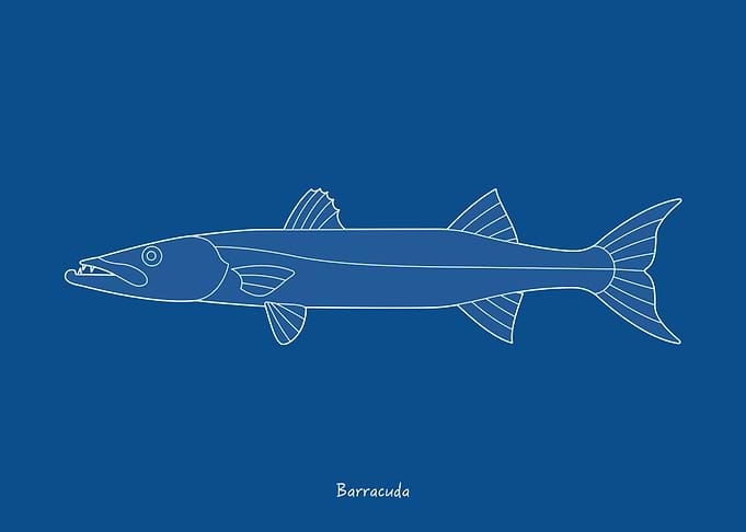Sea Fish
