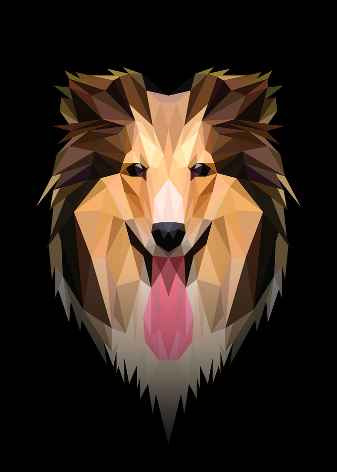 Rough Collie