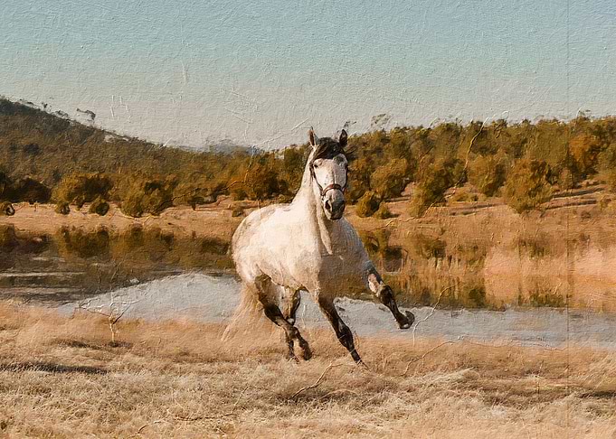 Horse