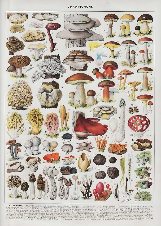 Mushroom