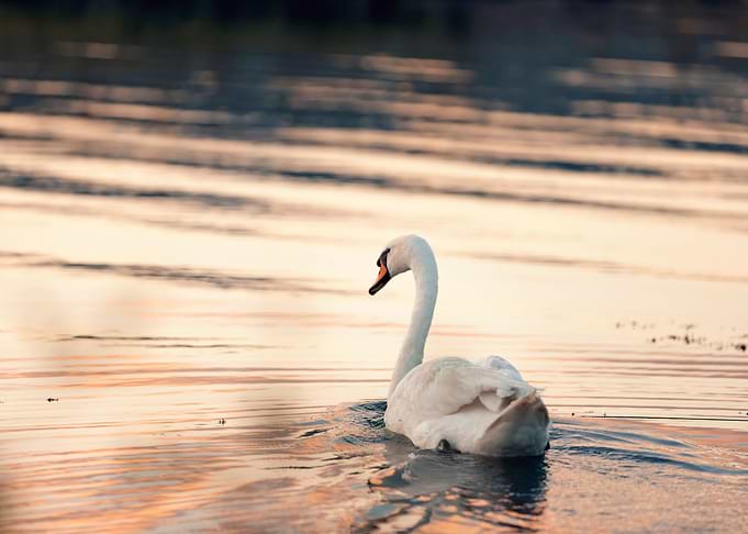 Beautiful white swan