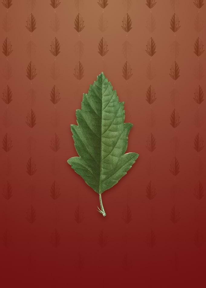 Crabapple on Falu Red