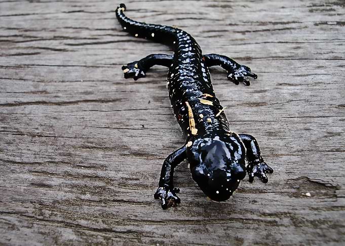 detailed salamander