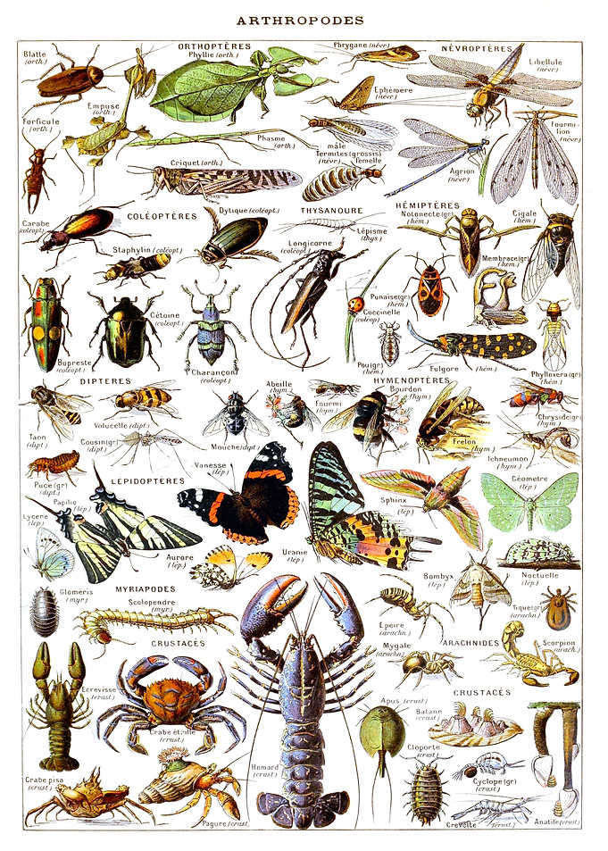 Arthropodes