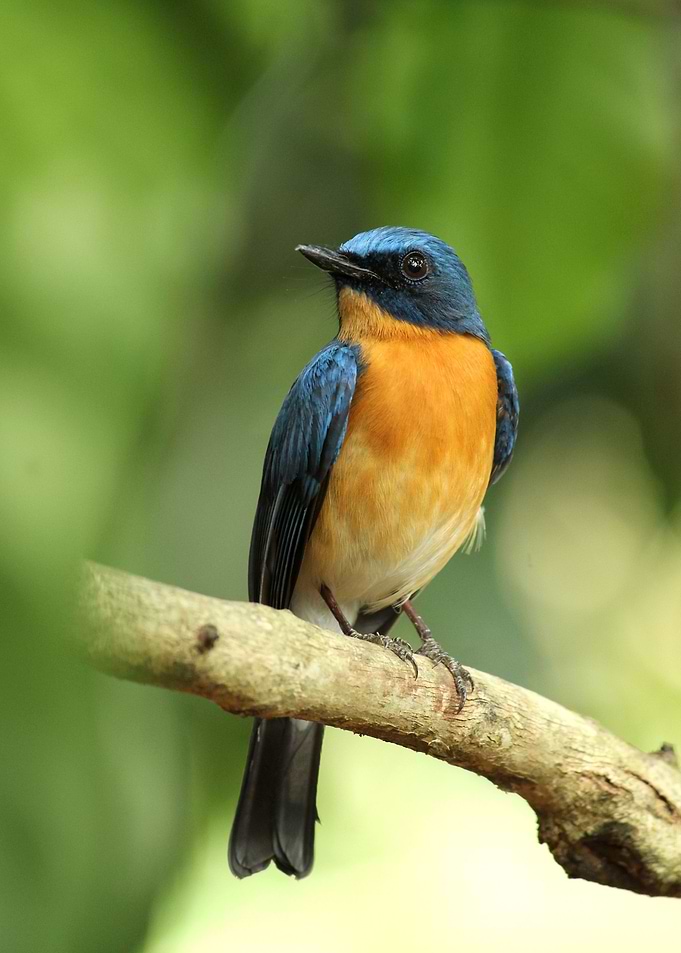 Cute bird