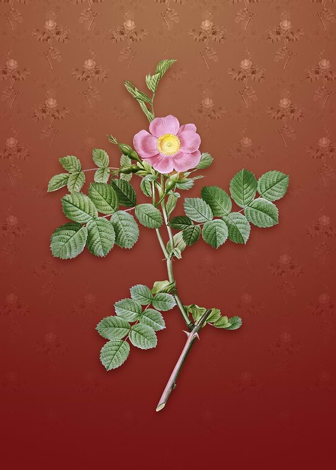 Pink Sweetbriar Rose