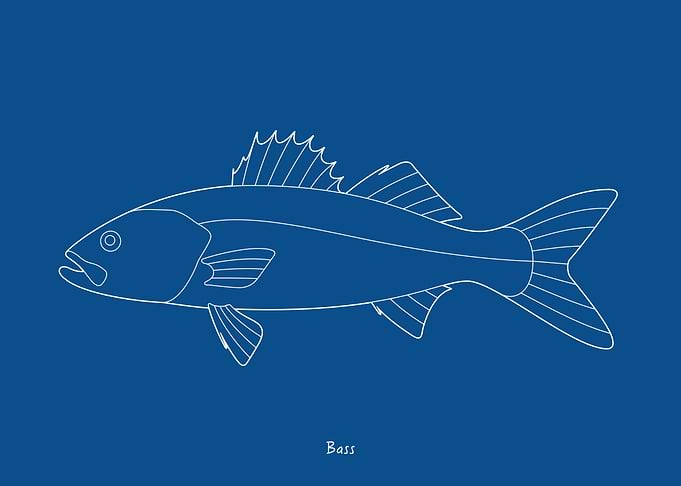Sea Fish