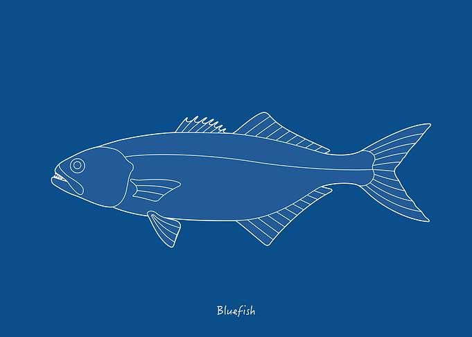 Sea Fish