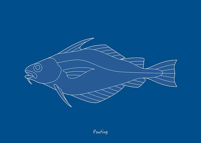 Sea Fish