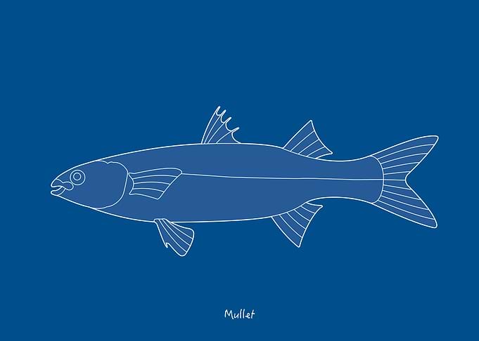 Sea Fish