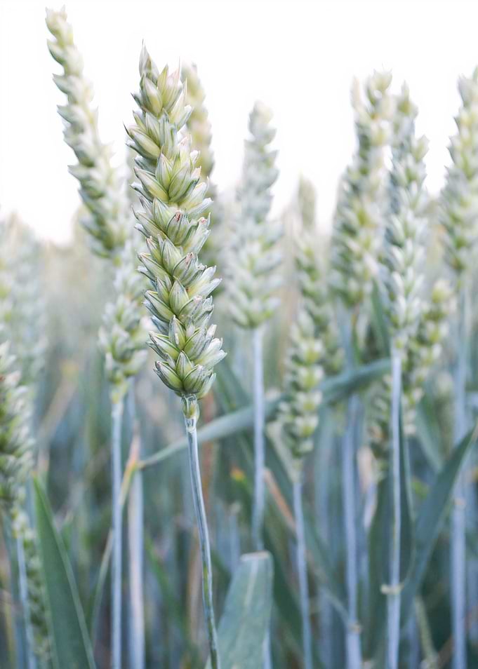 Close up minimalist wheat