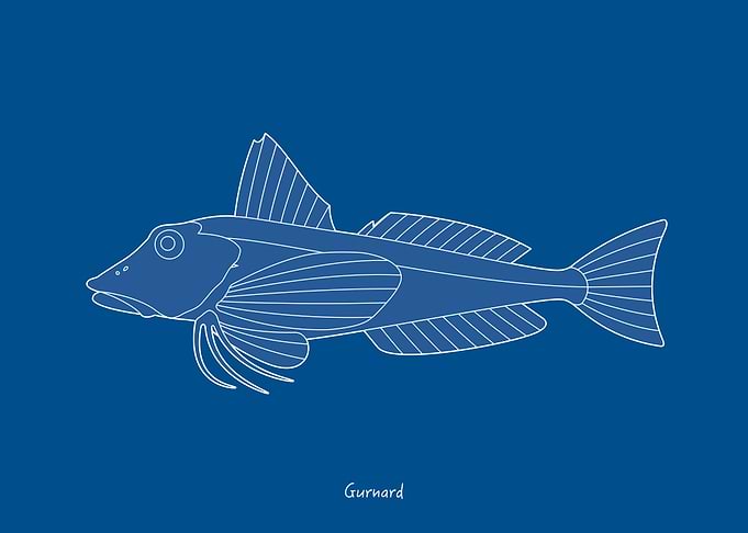 Sea Fish