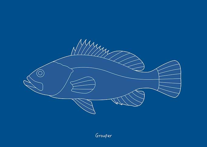 Sea Fish