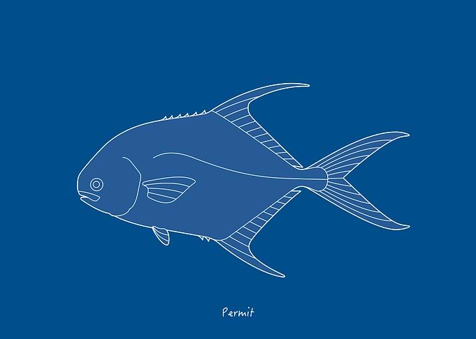 Sea Fish