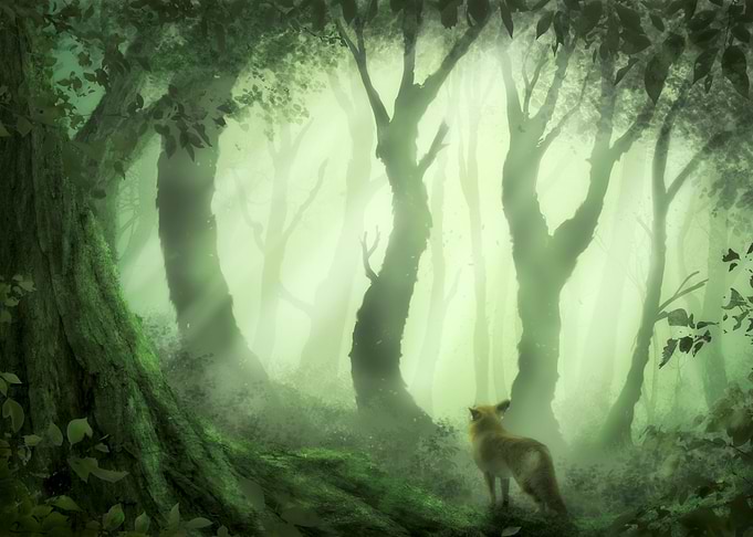 The old Forest