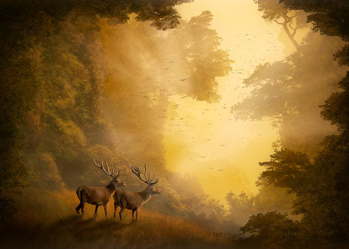 The old Forest