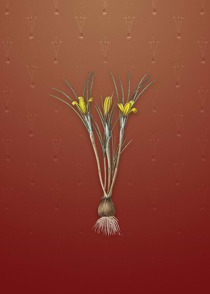 Cloth of Gold Crocus