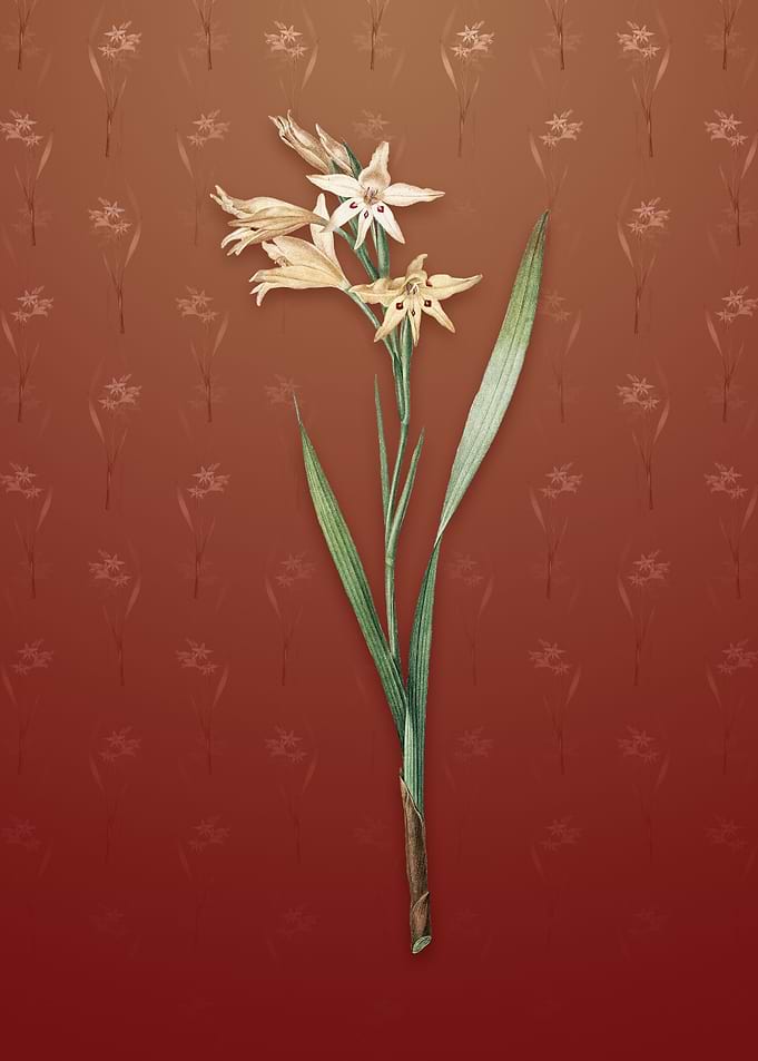 Gladiolus Cuspidatus