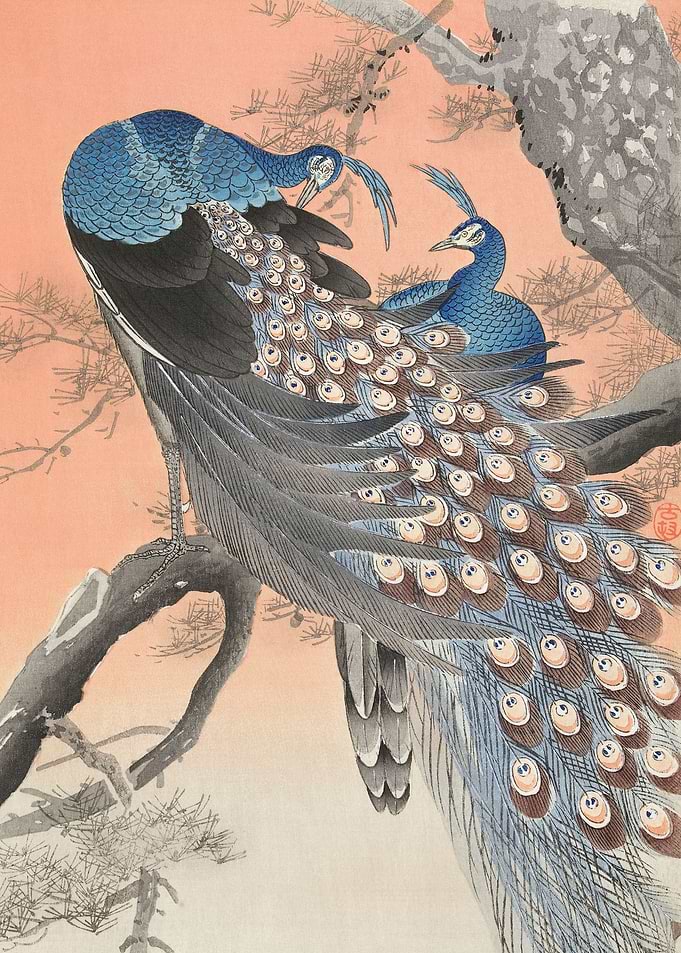 Peacocks