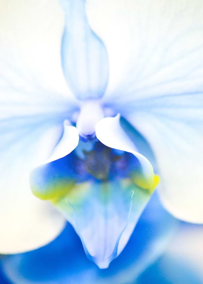 Macro Blue Orchid