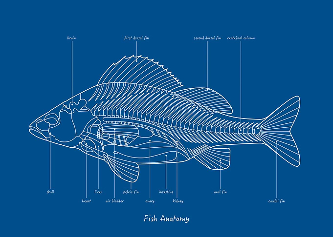 Sea Fish