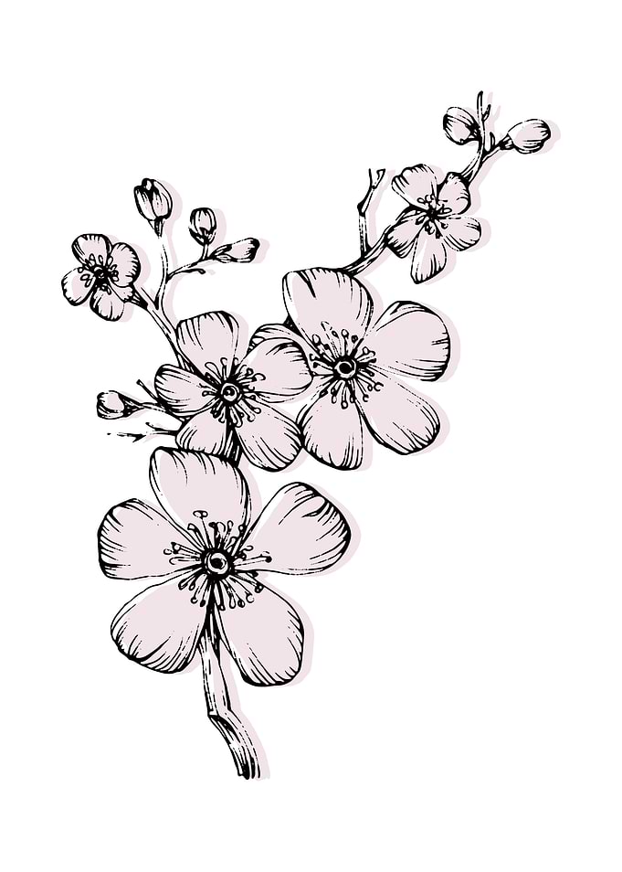 Cherry Blossom