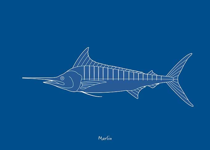 Sea Fish
