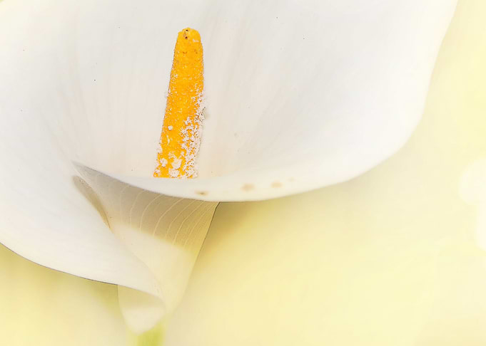 spotted calla