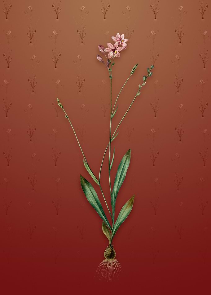 Vintage Gladiolus Junceus