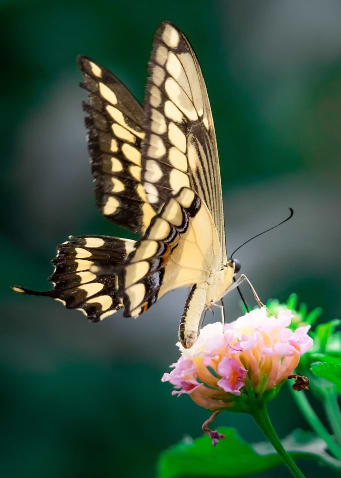 Colored butterfly