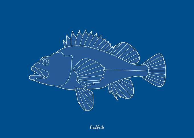 Sea Fish