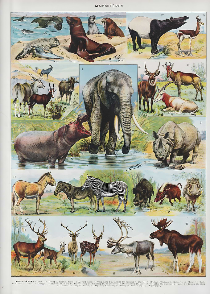 Vintage Mammals
