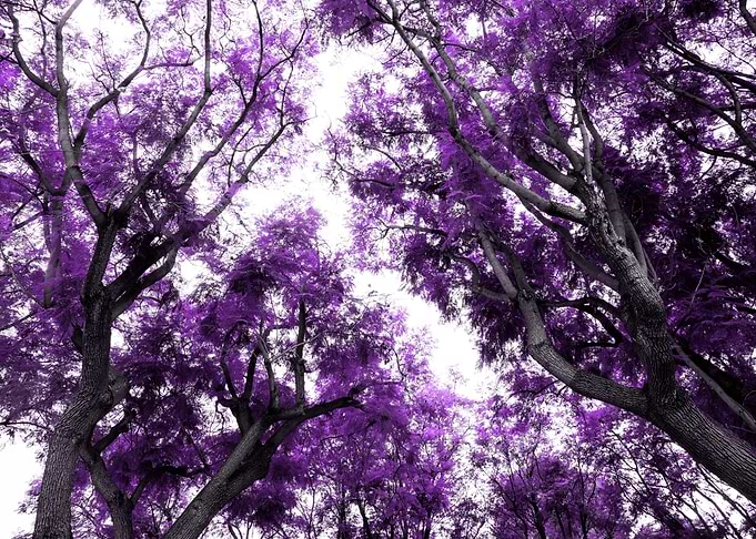 Purple Trees Dream 1