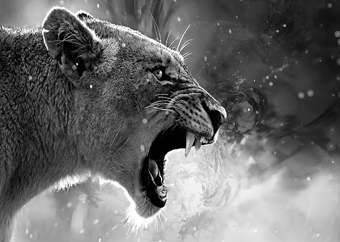 Epic Lioness