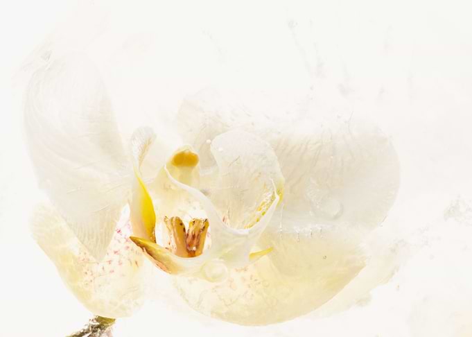White orchid in ice 2