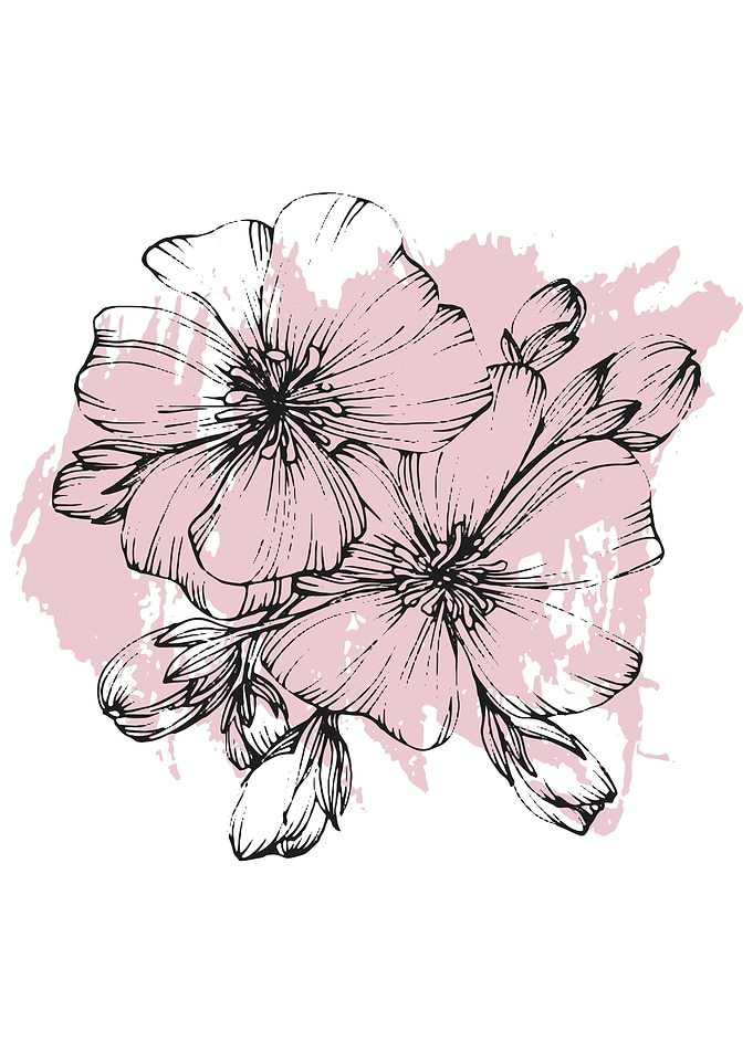 Sakura Cherry