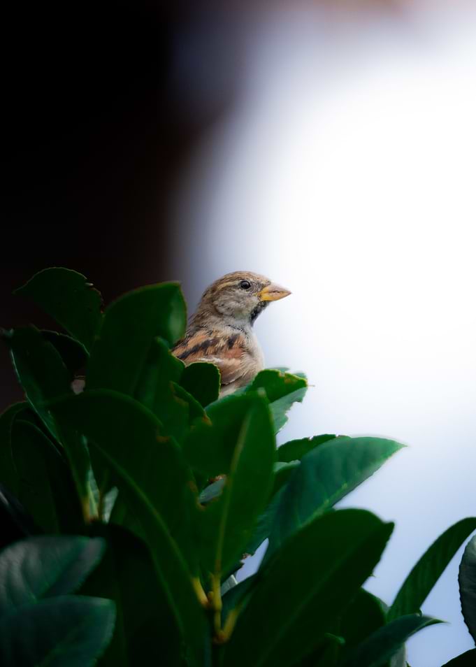 Nature birding