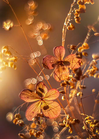Autumn leaves